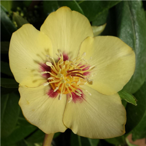 Helleborus X Hybridus Single Primrose Yellow Red Blotch